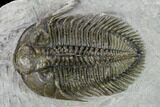 Tower-Eyed, Erbenochile Trilobite - Top Quality! #160888-5